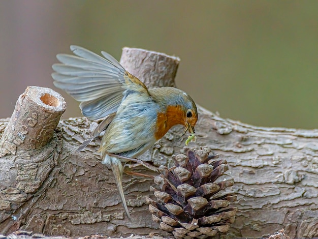 写真 鳥のクローズアップ