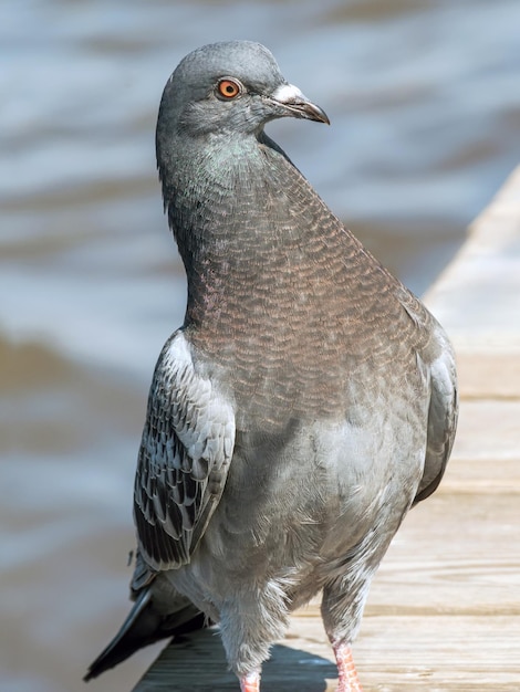 写真 鳥のクローズアップ