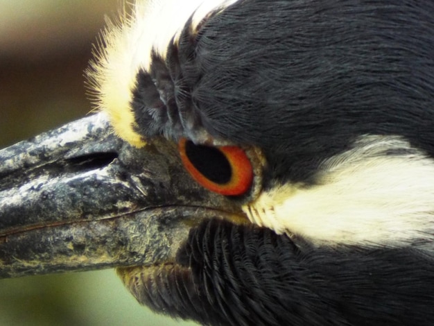 写真 鳥のクローズアップ