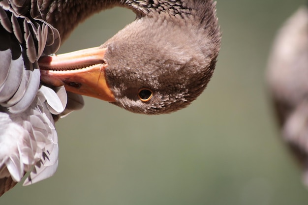 写真 鳥のクローズアップ