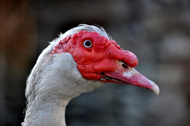 写真 鳥のクローズアップ