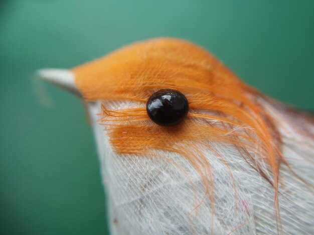 写真 鳥のクローズアップ