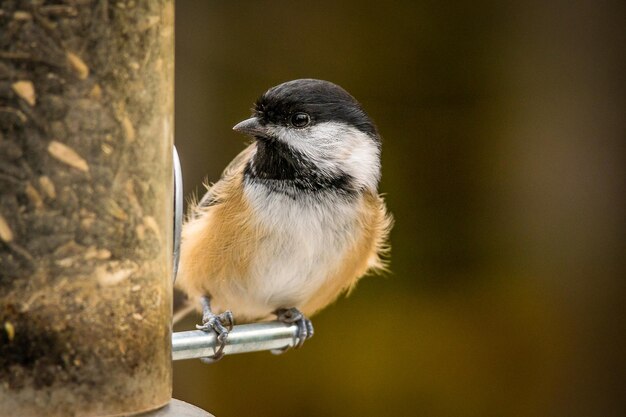 写真 鳥のクローズアップ