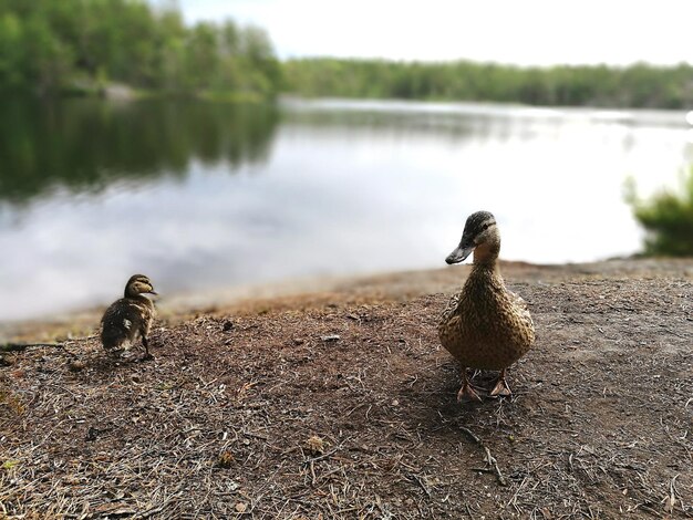 写真 湖の鳥のクローズアップ