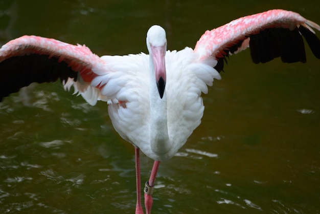 写真 湖の上を飛ぶ鳥のクローズアップ