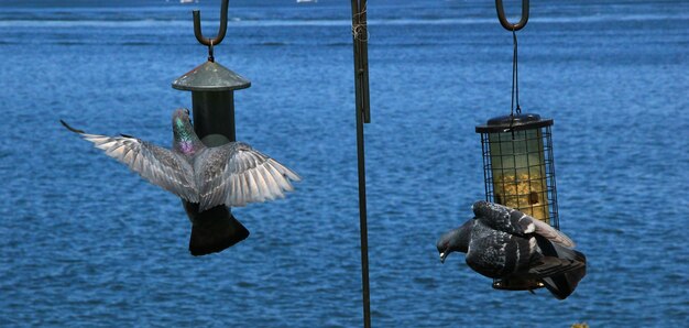 写真 空に照らして海を飛ぶ鳥のクローズアップ