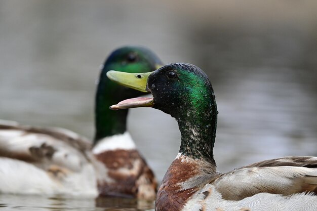 写真 湖の鳥のクローズアップ