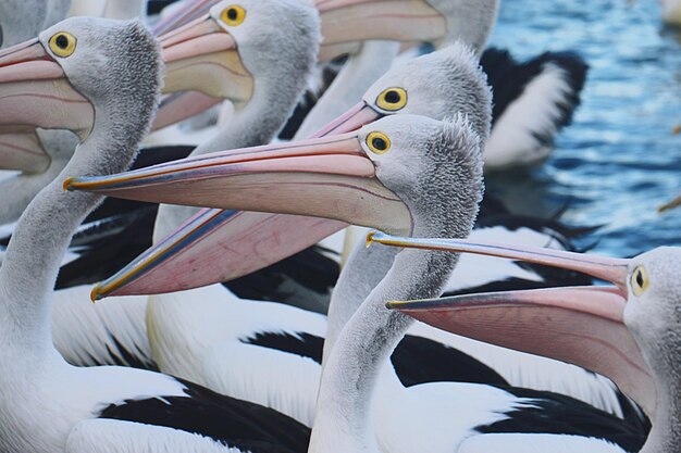 写真 湖の鳥のクローズアップ