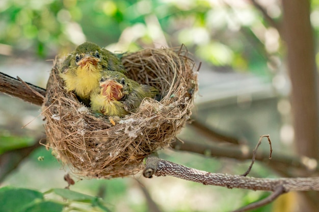 Фото Близкий план птиц в гнезде