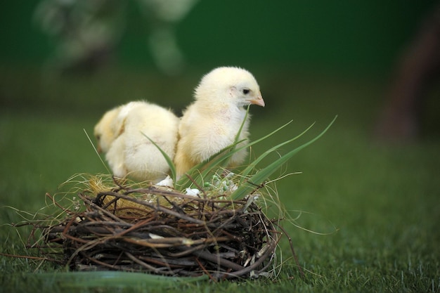 写真 巣の中の鳥のクローズアップ