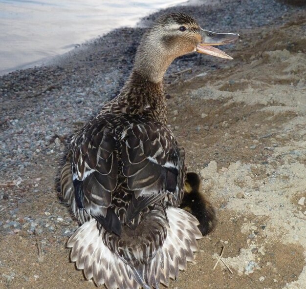 Фото Близкий план птиц в воде