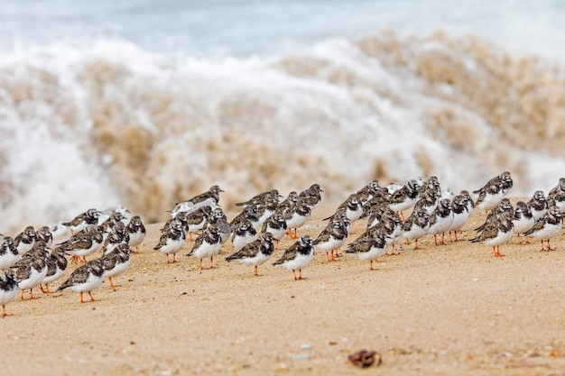 写真 浜辺の鳥のクローズアップ