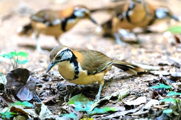 写真 フィールドでの鳥のクローズアップ