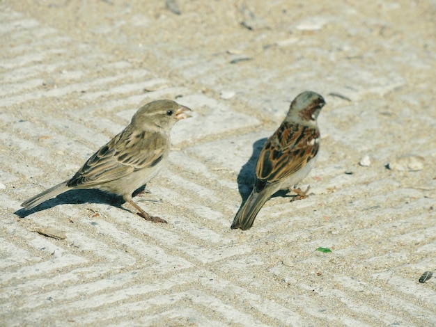 写真 歩道の鳥のクローズアップ