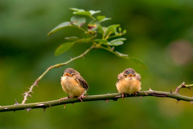 Фото Близкий взгляд на птиц, сидящих на ветвях
