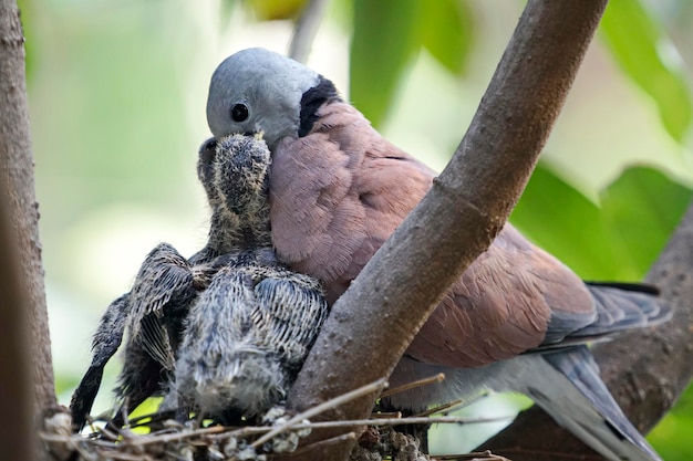 写真 枝 に 座っ て いる 鳥 の クローズアップ