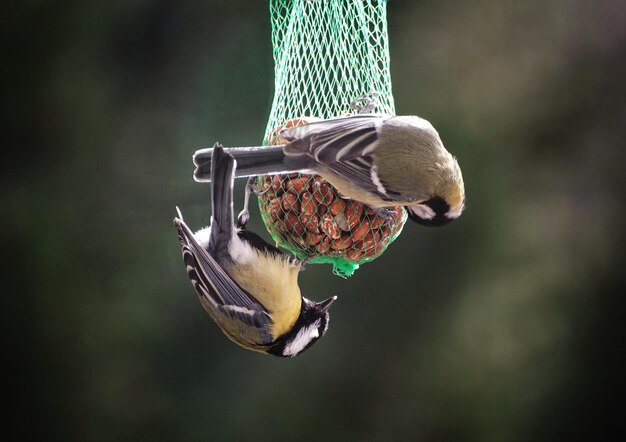 写真 フィーダーの上に座っている鳥のクローズアップ