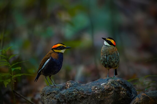 写真 岩の上に座っている鳥のクローズアップ