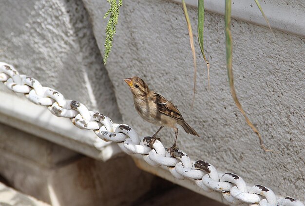 写真 壁に座っている鳥のクローズアップ