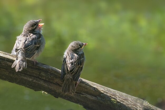 写真 木の上に座っている鳥のクローズアップ