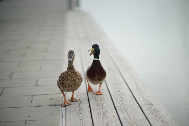 写真 鳥 の クローズアップ