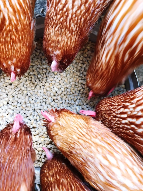 写真 鳥のクローズアップ