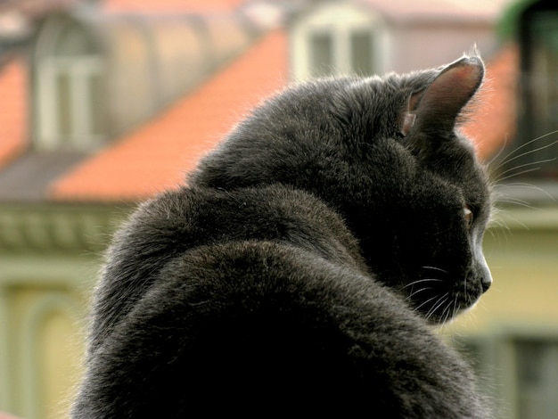 写真 外の黒猫のクローズアップ