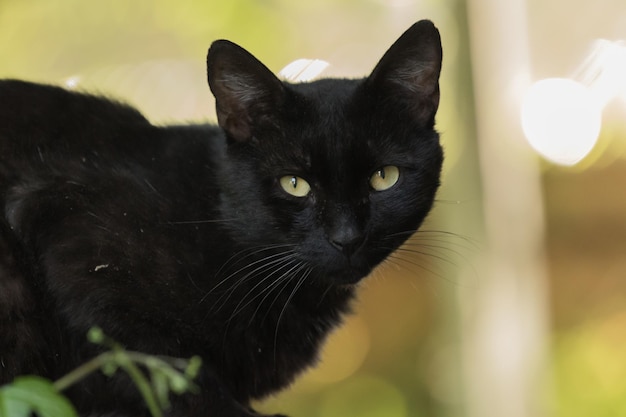 写真 黒い猫のクローズアップ