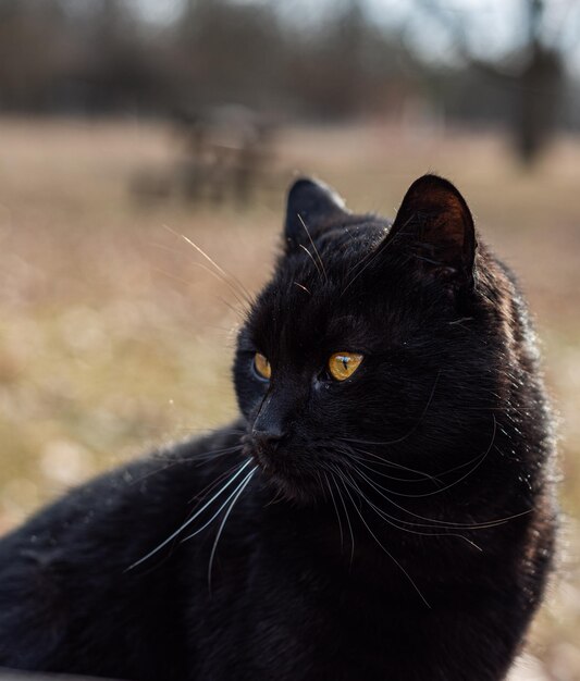 写真 黒い猫のクローズアップ