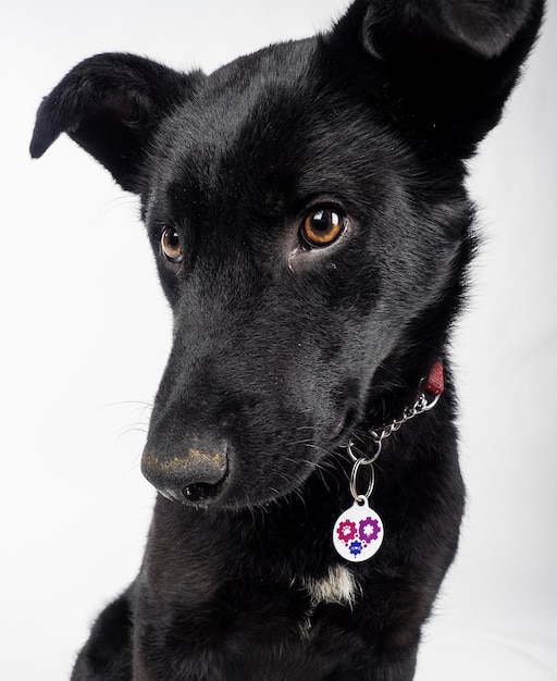 写真 壁に黒い犬のクローズアップ