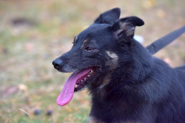 写真 黒い犬が遠くを見ているクローズアップ