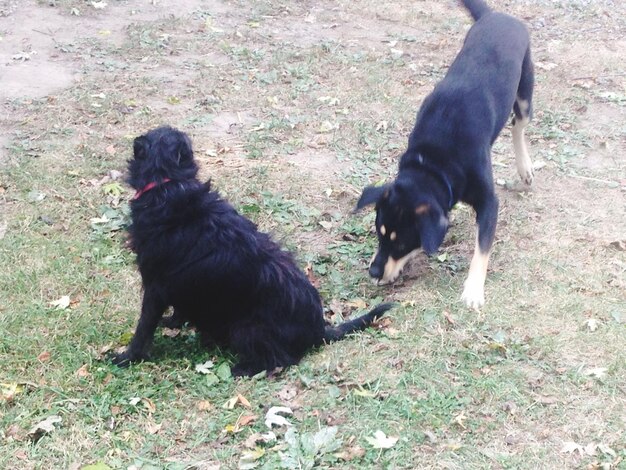 写真 フィールドの黒い犬のクローズアップ