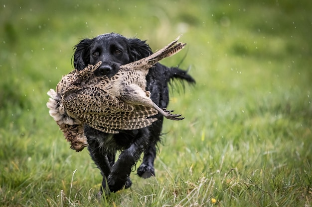 写真 黒い犬が草の上で口に鳥を持って走っているクローズアップ