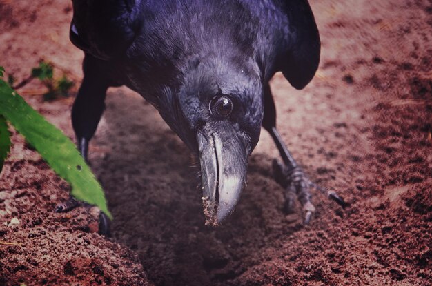 写真 黒い犬のクローズアップ