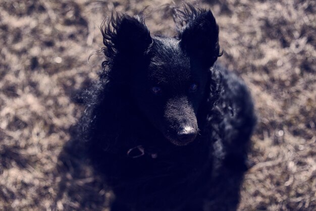 写真 黒い犬のクローズアップ