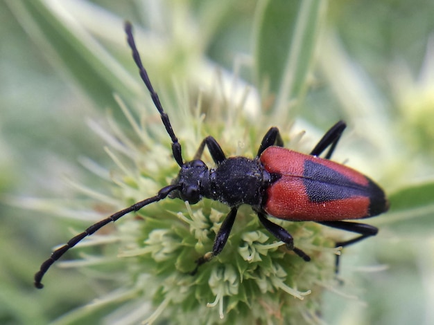 写真 植物上の黒い昆虫のクローズアップ