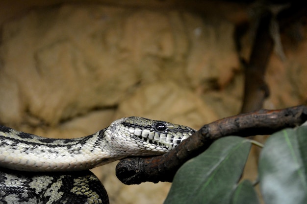 写真 木の上にある黒いマンバのクローズアップ