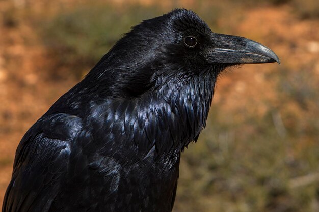 写真 黒いオオカミのクローズアップ