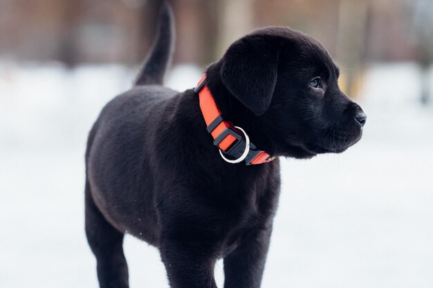 写真 雪の畑に立っている黒い子犬のクローズアップ