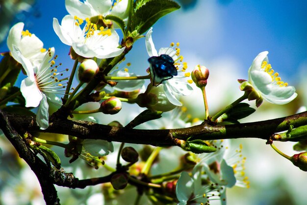 写真 花をかせている木のクローズアップ