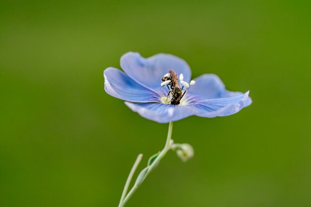 写真 蜂と青い亜麻の花のクローズアップ