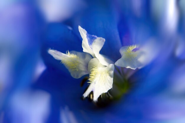 写真 青い花のクローズアップ