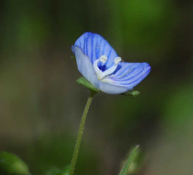 写真 青い花のクローズアップ