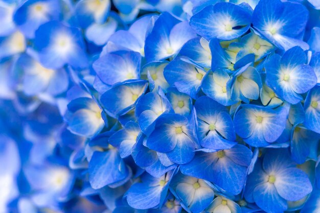 写真 青い花の植物のクローズアップ