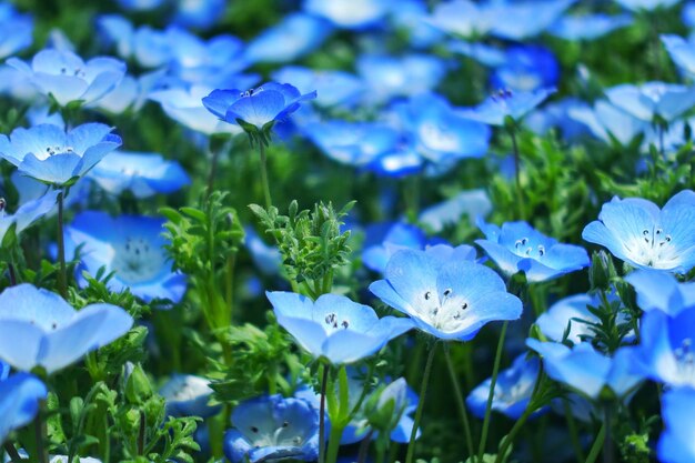 写真 青い花の植物のクローズアップ