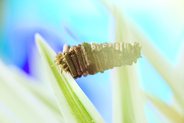 写真 青い花の植物のクローズアップ