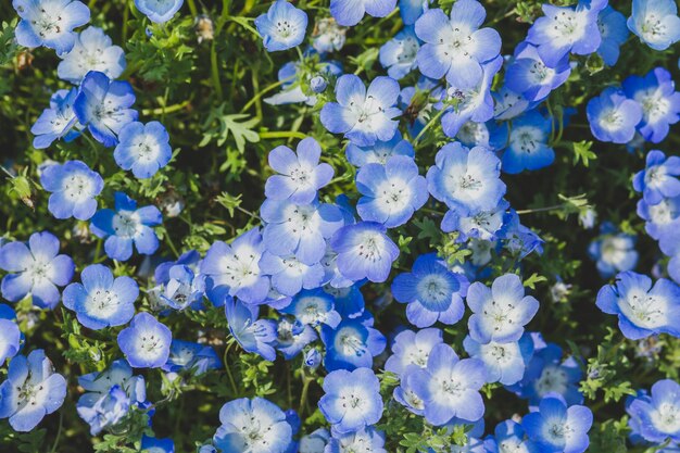 사진 공원 에서 파란 꽃 을 피우는 식물 들 의 클로즈업