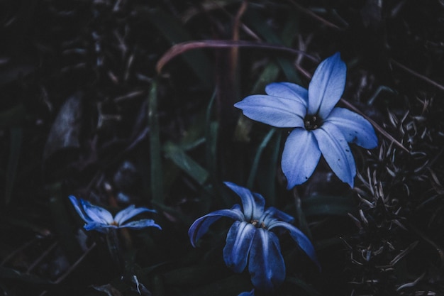 Фото Близкий план голубых цветов, цветущих на открытом воздухе