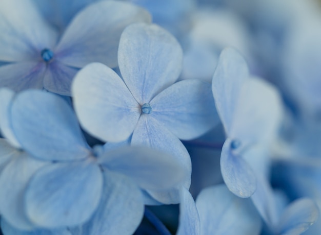 写真 青いアジサイの花のクローズアップ