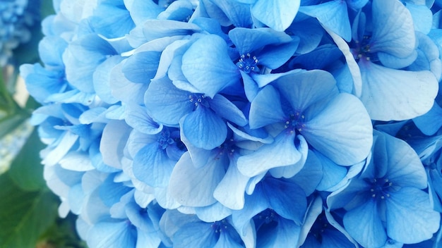 写真 青いホルテンジアの花のクローズアップ